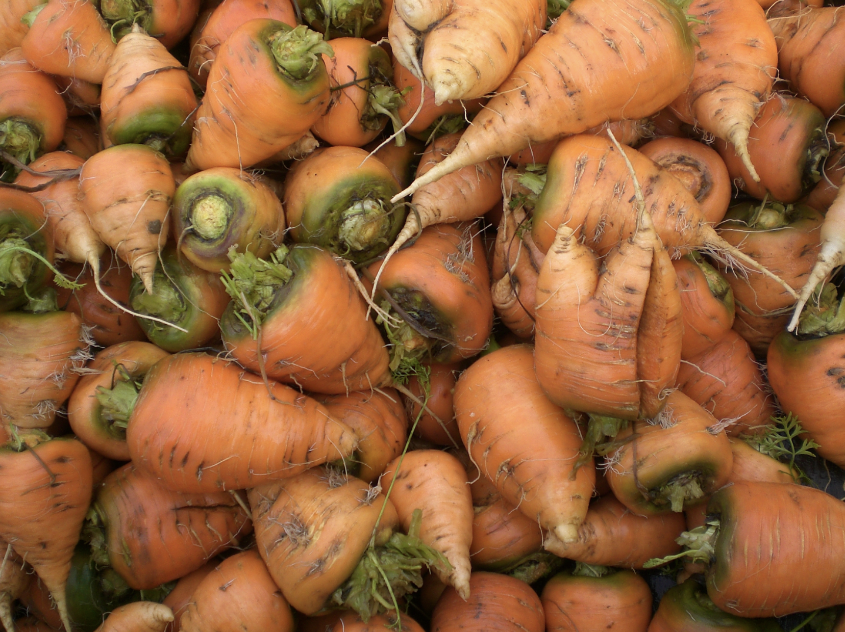 Oxheart Storage Carrots